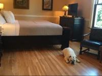 Steele Mansion Inn & Gathering Hub 