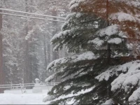Knotty Pine Cabin 5*