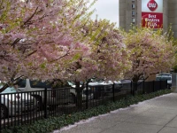 Best Western Plus City Center 