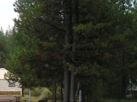 Bend-Sunriver Camping Resort 16 ft. Yurt 11 