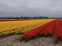 Vakantiehuis Camperduin 