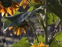 Droogbloemenboerderij Aperloo 