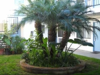 Palms Courtyard Inn 