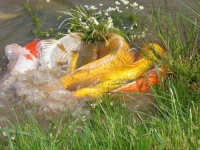 La Dame Blanche 