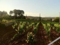 Domaine Rabiega 