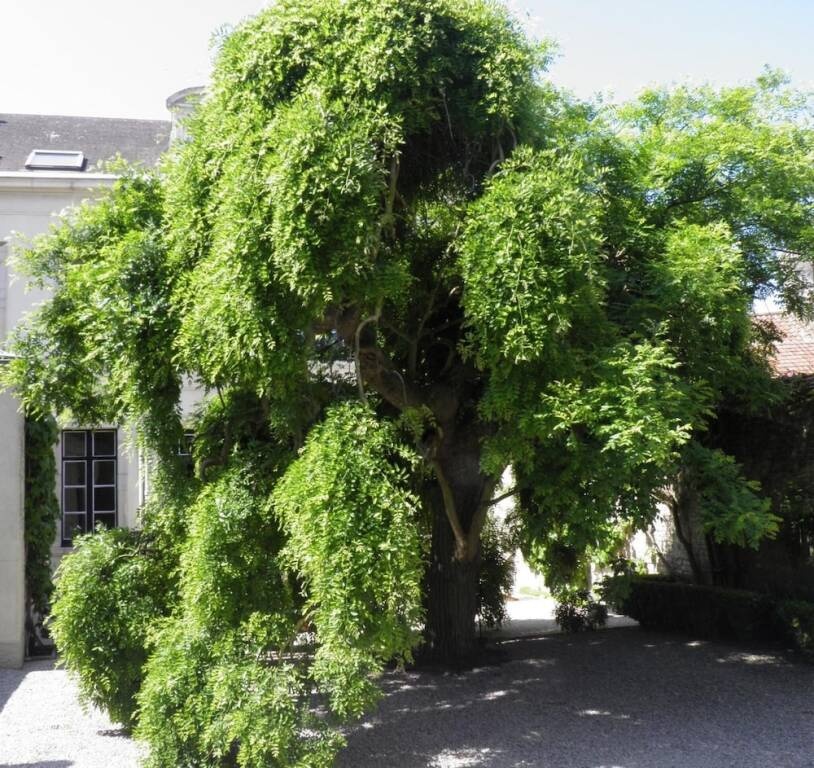 Le Sophora 