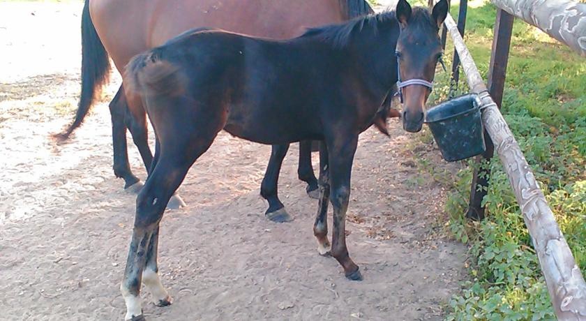 B&B Haras de la Cour Fleury 