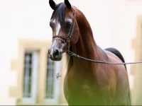 Le Haras du Favry 