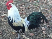 Ferme Bazy 