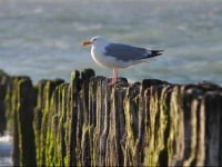 Ancre de Mer 