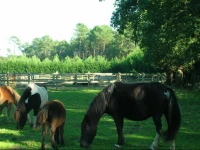 Domaine De Las Peyres 