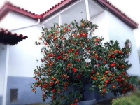 Dimos Bungalows 
