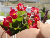 Pension Ilias 