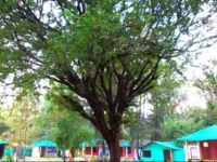 Palolem Tree House 