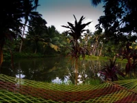 Backwater Nest 