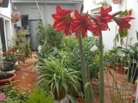 Pension Algarrobena 