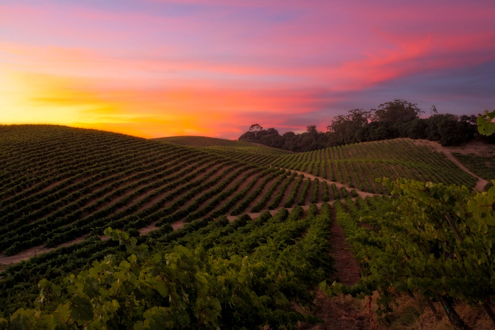 Four Seasons Resort and Residences Napa Valley представляет новые винодельческие впечатления в Калистоге к сезону сбора урожая 2026