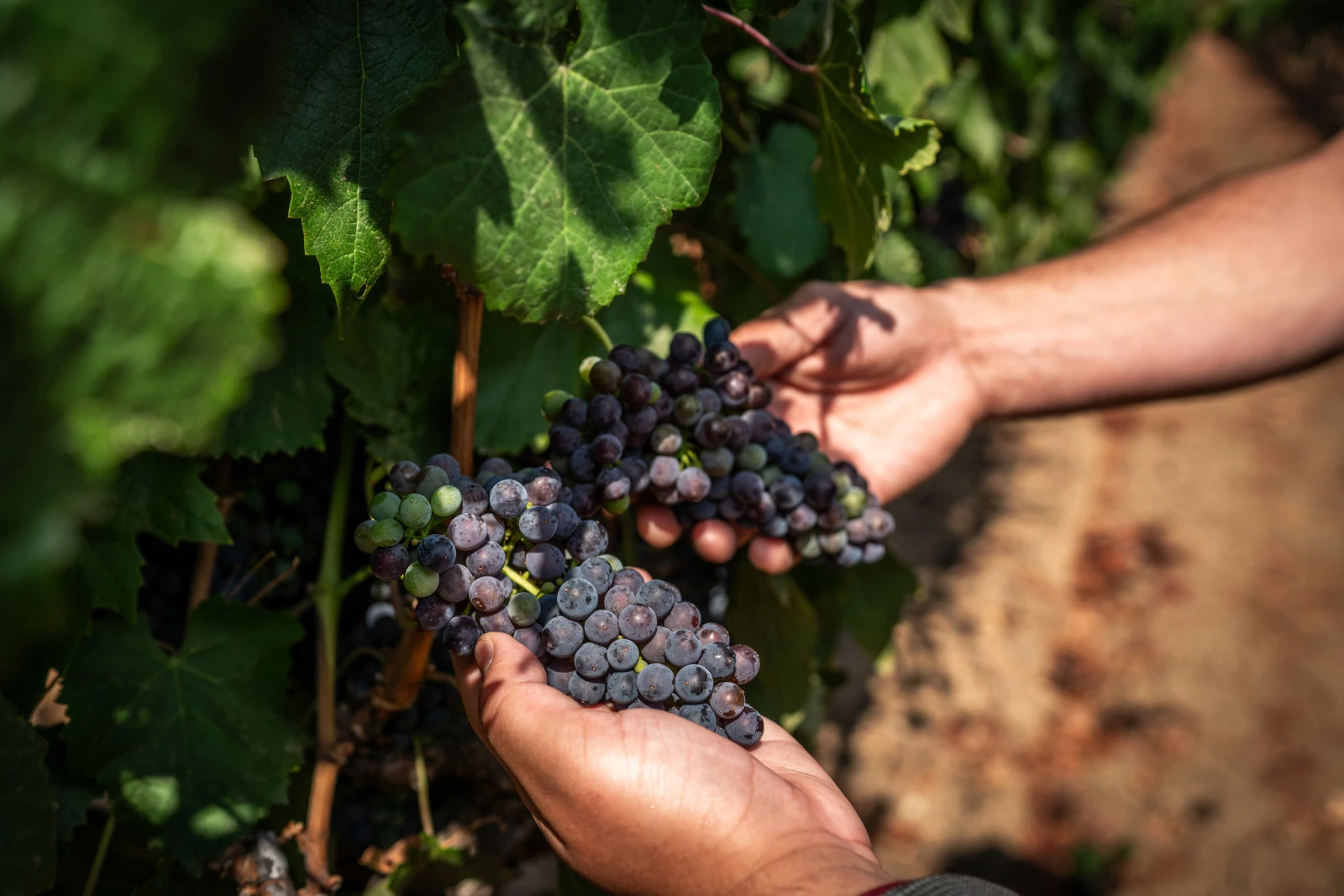 Four Seasons Resort and Residences Napa Valley представляет новые винодельческие впечатления в Калистоге к сезону сбора урожая 2026