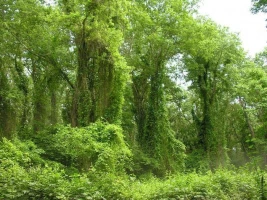 Самурский (лиановый) лес