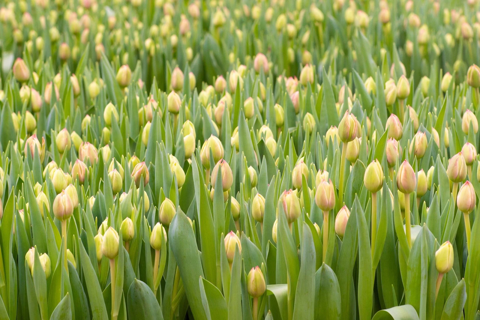 ВОЛОГДА: ЖЕНСКИЙ ДЕНЬ В ЦВЕТОЧНОМ ЦАРСТВЕ