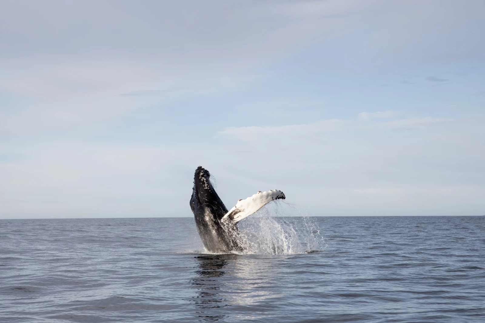 Териберка: морская прогулка