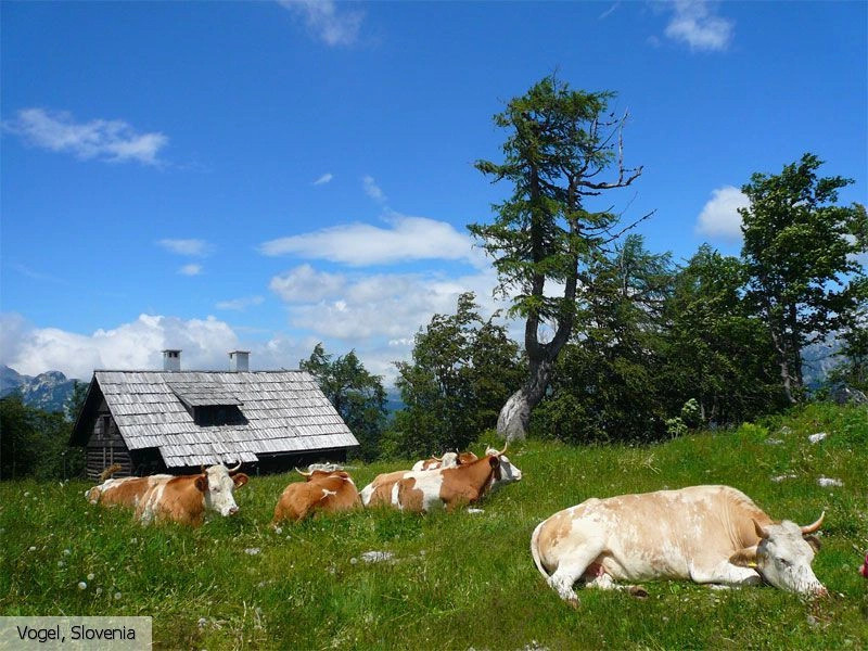 Вогель