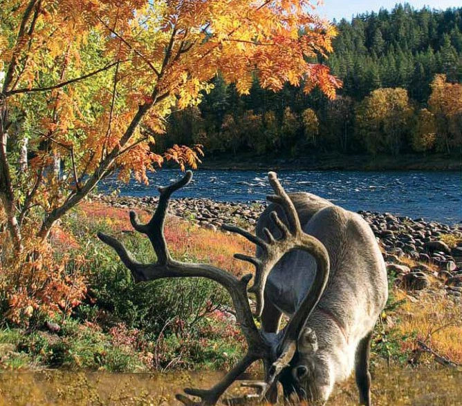Саариселька