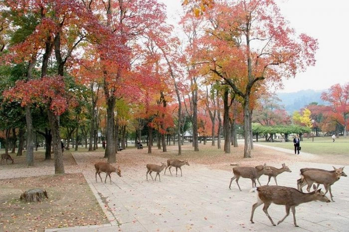 Нара