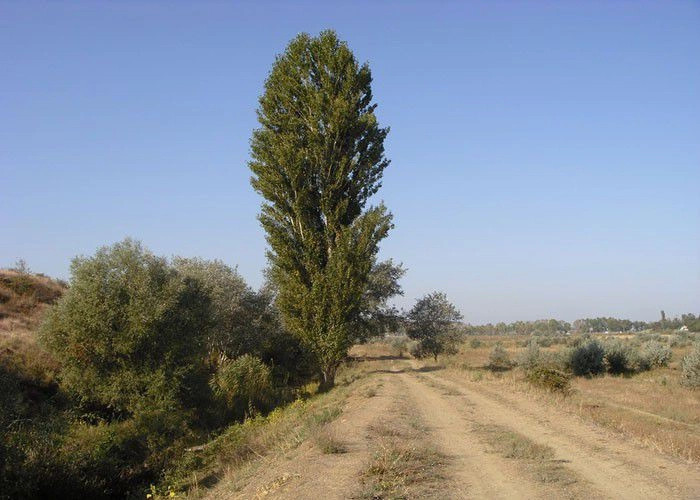 Вилино (Бурлюк)