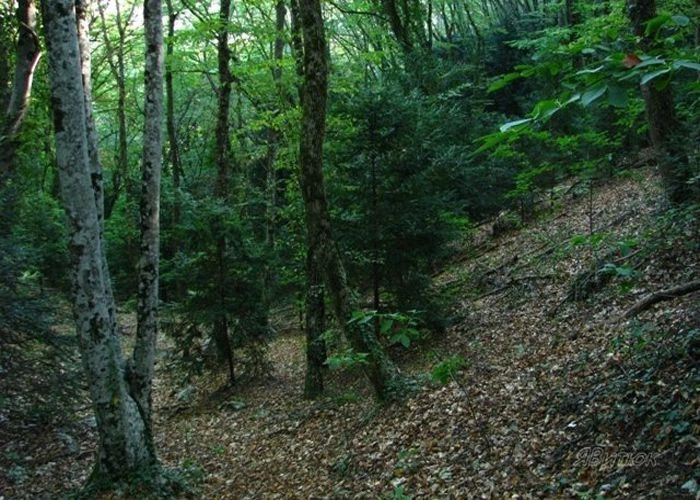 Куйбышево (Албат)