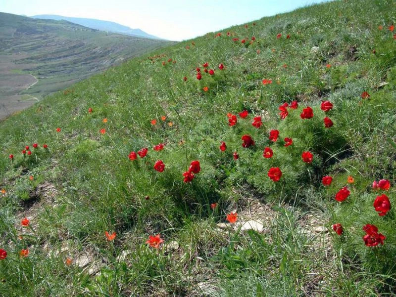 Азовское (Калай)