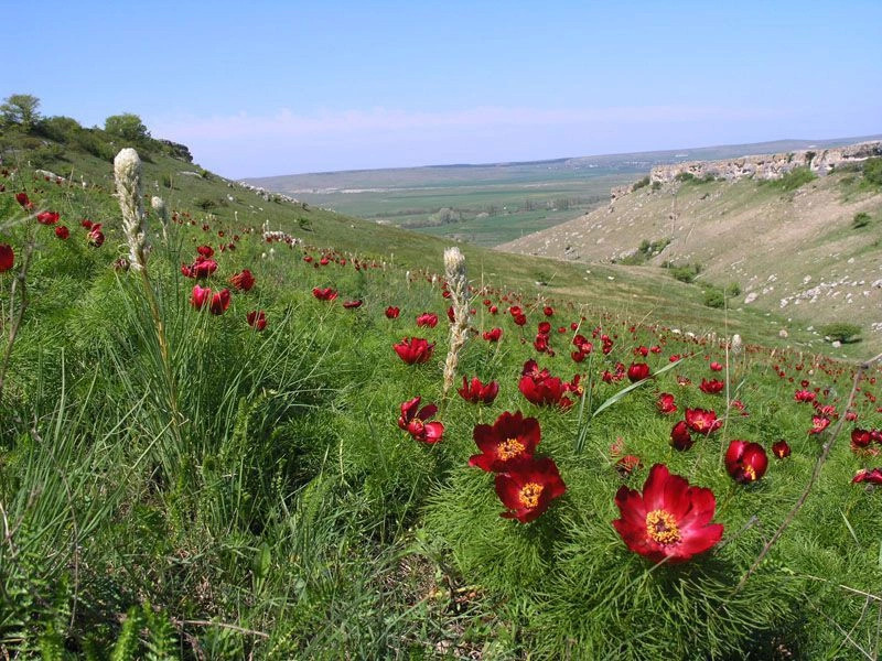 Азовское (Калай)