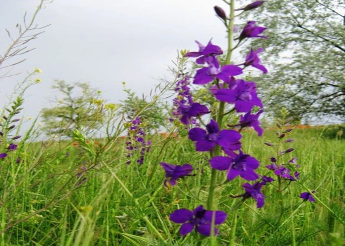 Весёлое (Джанк.)
