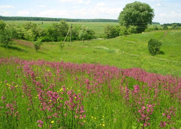Весёлое (Джанк.)