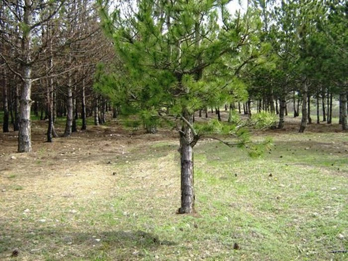 Золотое Поле (Цюрихталь, ранее Джайлав-Сарай)