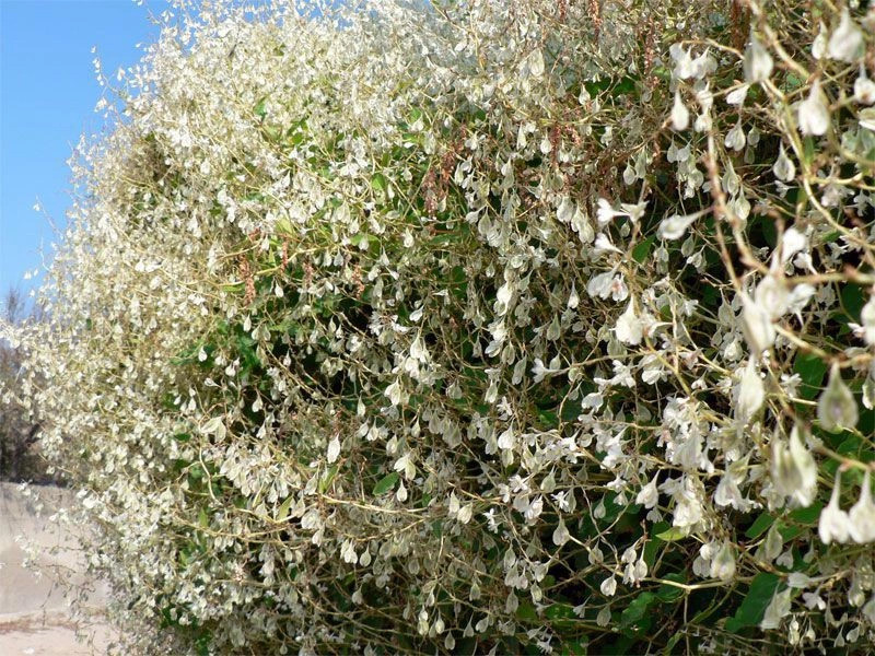 Курортное (Мама Русская)