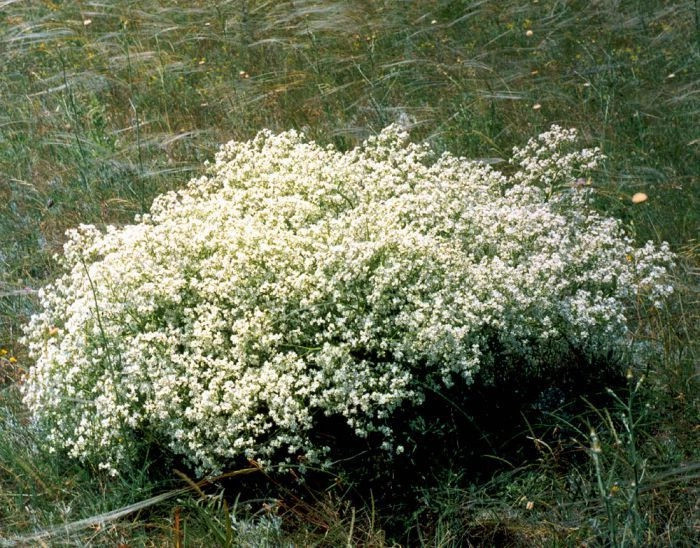 Борисовка (Суин-Эли)