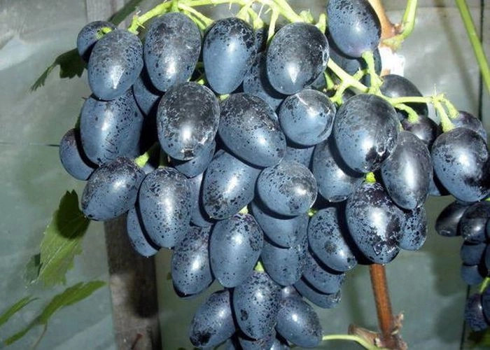 Орловка (Бий-Орлюк)