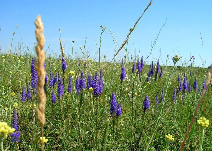 Орловка (Бий-Орлюк)