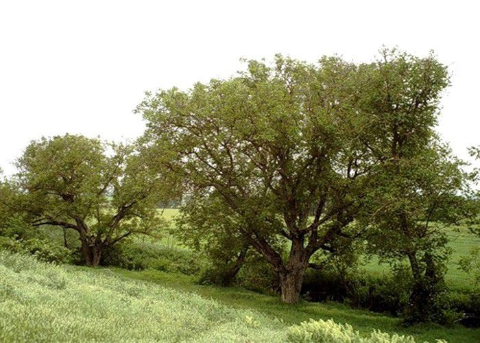 Донское (Беш-Терек и Кернеуч)