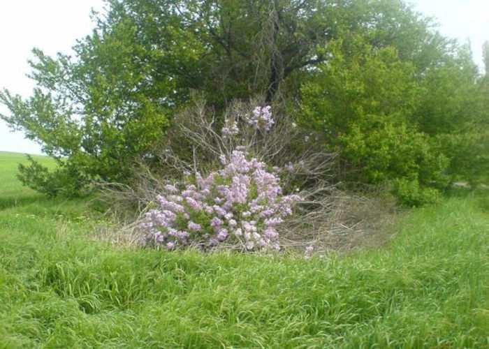 Чайкино (Чюйке)