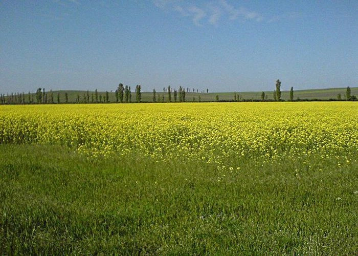 Чайкино (Чюйке)