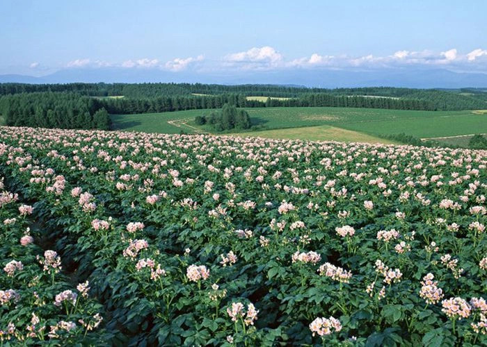 Розовый (Хачи-Озенбаш, Тайфи)