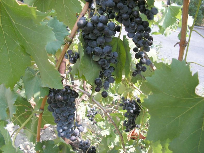 Виноградный (Кастель)