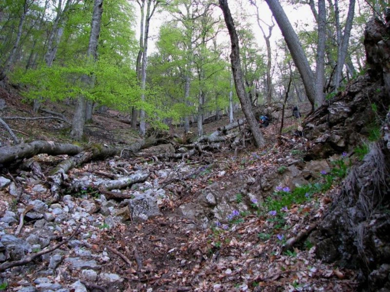 Виноградный (Кастель)