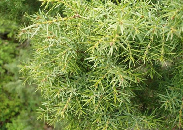 Лавровое (Кюркюлет)