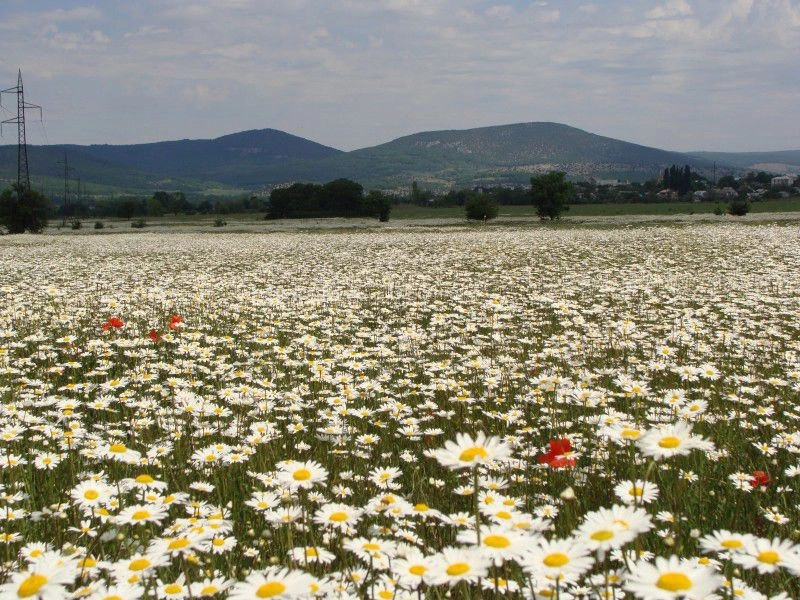 Орлиное (Байдар)