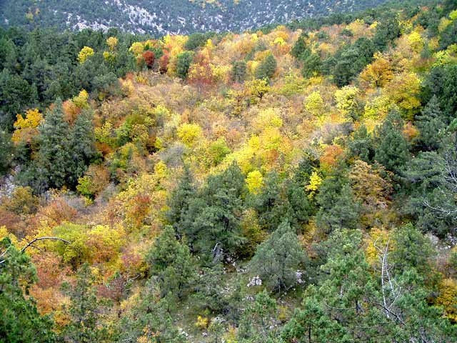 Передовое (Уркуста)