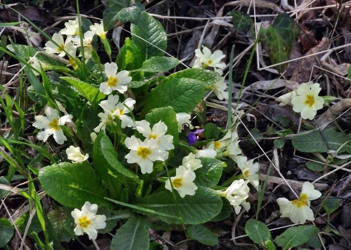 Передовое (Уркуста)
