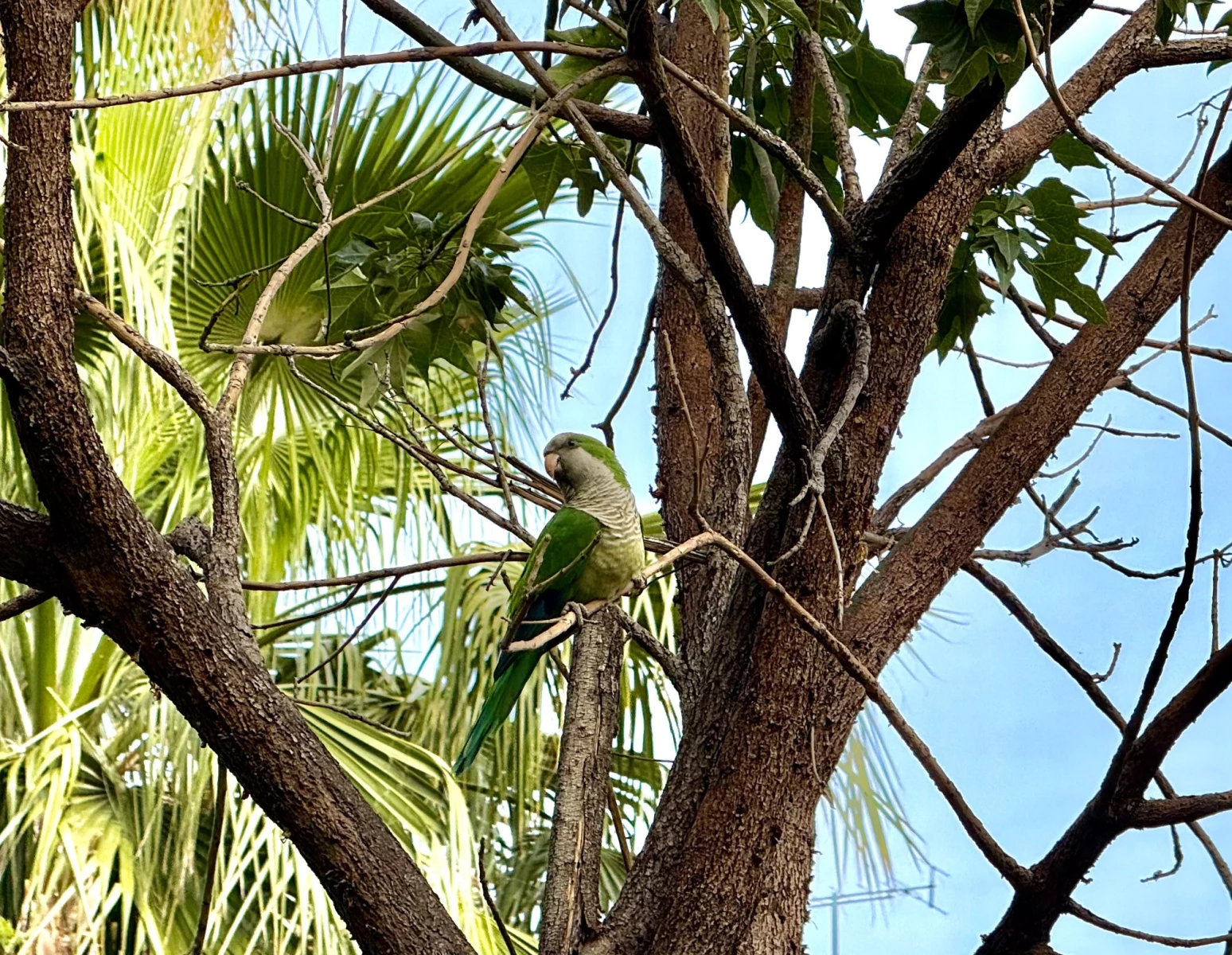 Парк Эллинов Олимпийцев 1996 года